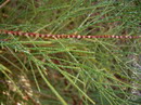 Athel tamarisk